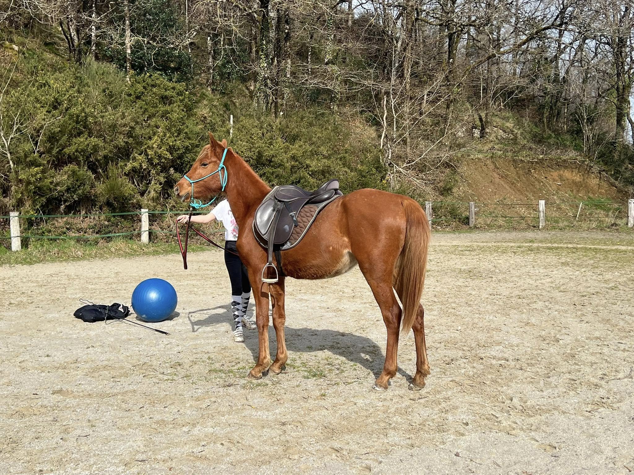 Séance de travail au sol avec cheval au Ranch VogElEden à Cammazes, paysage vert et matériel d’équitation visibles,