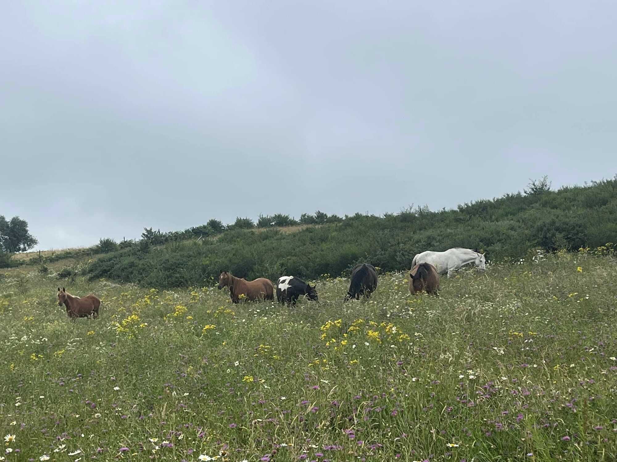 Chevaux broutant dans une prairie fleurie au Ranch VogElEden à Cammazes par une journée calme,